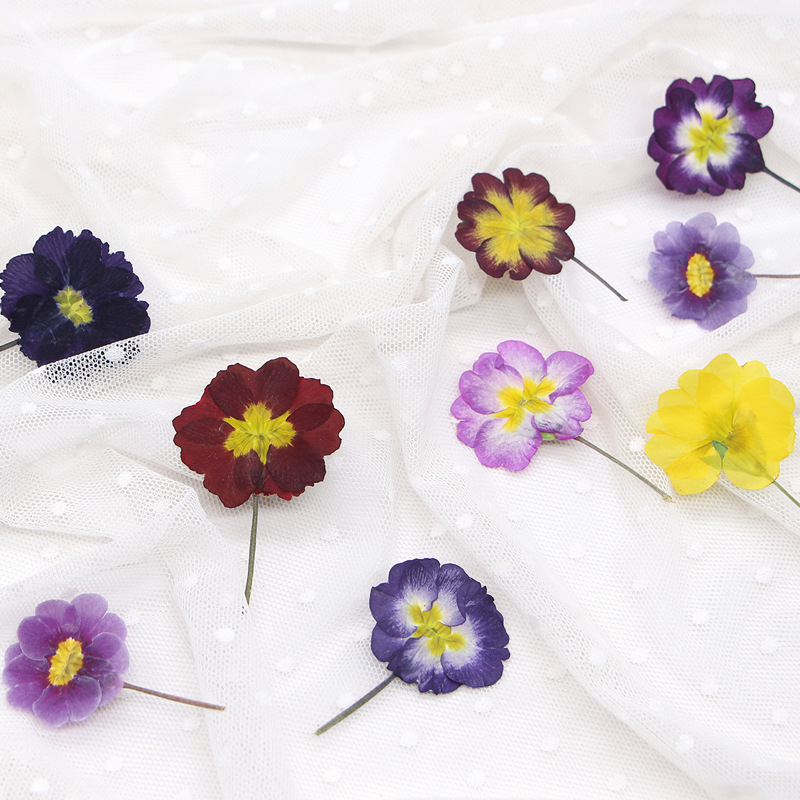 48 Stück Europäische Primrose  – Dried Flower Bookmark Bewertung und Preis