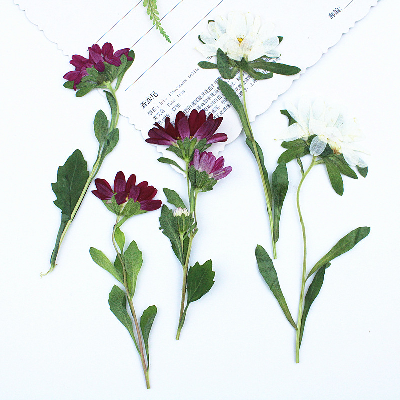 24 Stück, Mini-Chrysanthemen,  – Dried Flower Bookmark Bewertung und Preis